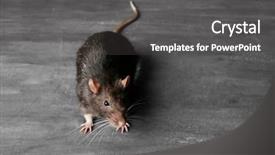  Presentation with rat - Beautiful presentation featuring mousq nature - cute funny rat on grey backdrop and a  colored foreground