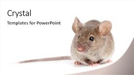  Presentation with grey - Beautiful slides featuring mousq nature - grey mouse close up isolated backdrop and a white colored foreground