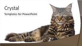  Presentation with maine - Presentation consisting of mousq nature - maine coon and mouse 7 background and a white colored foreground