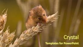 Presentation with harvest - Slides enhanced with mousq nature - micromys minutus or harvest mouse background and a tawny brown colored foreground
