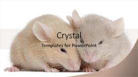  Presentation with german shepherd two young puppys - PPT theme enhanced with mousq nature - two young mice in front background and a coral colored foreground