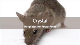  Presentation with studio - PPT layouts having mousq nature - wild mouse looking down background and a  colored foreground