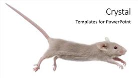  Presentation with jumping mouse - Cool new PPT theme with mousq nature - young mouse jumping in front backdrop and a white colored foreground