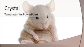  Presentation with ergonomic mouse - Presentation having mousq nature - young mouse sitting in front background and a light gray colored foreground