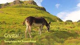  Presentation with cannabis marijuana field - Presentation design with grazing donkey on an alpine field background and a tawny brown colored foreground