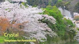  Presentation with tree river - Colorful PPT layouts enhanced with lake moutain - sakura tree with river backdrop and a tawny brown colored foreground