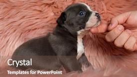  Presentation with bully - Slide set with mouth closed while being pet background and a tawny brown colored foreground