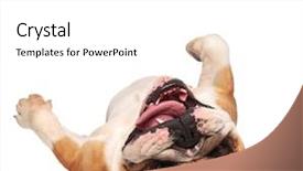  Presentation with english bulldog - Amazing slides having mouth open and tongue expose backdrop and a white colored foreground
