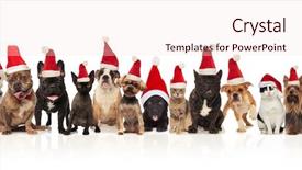  Presentation with dogs cats - PPT theme consisting of mouth open and tongue expose background and a lemonade colored foreground