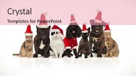  Presentation with pets - Audience pleasing presentation theme consisting of mouth open and tongue expose backdrop and a coral colored foreground