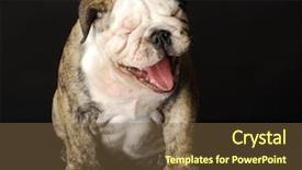  Presentation with english bulldog - Cool new PPT layouts with mouth open laughing on black backdrop and a tawny brown colored foreground