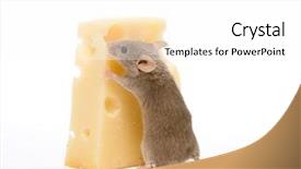  Presentation with gray - Colorful slide deck enhanced with move a piece of cheese backdrop and a white colored foreground