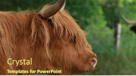  Presentation with cattle - Beautiful slide set featuring movie-with-a-shaggy-cattle backdrop and a tawny brown colored foreground