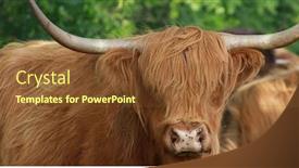  Presentation with cattle - Cool new slide set with movie-with-a-shaggy-cattle backdrop and a tawny brown colored foreground