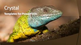  Presentation with dragon - Audience pleasing PPT theme consisting of moving background dragon - nice yellow and blue lizard backdrop and a coral colored foreground