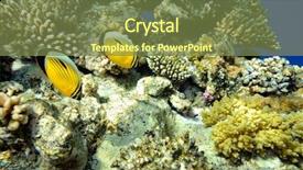  Presentation with butterfly moving - Presentation theme featuring moving butterfly - underwater image of tropical fishes background and a tawny brown colored foreground