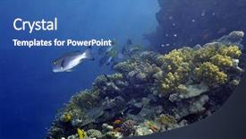  Presentation with butterfly moving - PPT theme featuring moving butterfly - underwater image of tropical fishes background and a ocean colored foreground