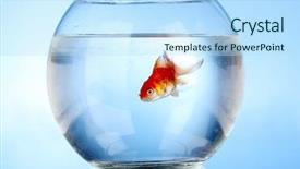  Presentation with goldfish - Audience pleasing theme consisting of moving fish - goldfish in aquarium on blue backdrop and a light blue colored foreground