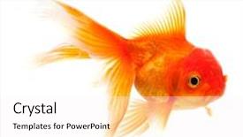  Presentation with goldfish - Slides having moving fish - goldfish isolated over white background background and a white colored foreground