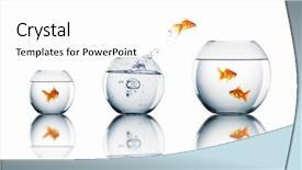  Presentation with water moving - Cool new PPT theme with moving fish - goldfish jump into the aquarium backdrop and a white colored foreground