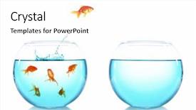  Presentation with goldfish - Audience pleasing PPT theme consisting of moving fish - goldfish jumping from glass aquarium backdrop and a white colored foreground