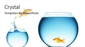  Presentation with goldfish jumping out - Cool new presentation theme with moving fish - goldfish jumping backdrop and a white colored foreground