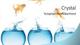  Presentation with goldfish jumping out - Theme having moving fish - goldfish jumping background and a white colored foreground