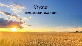  Presentation with wheat - Presentation theme consisting of moving yellow light - sunset above the wheat field background and a teal colored foreground