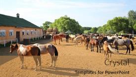  Presentation with equestrian - 