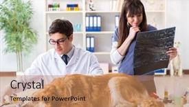  Presentation with vet - Cool new theme with mri animals - doctor and assistant checking up backdrop and a coral colored foreground