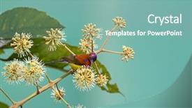  Presentation with metallic blue - PPT theme enhanced with mrs gould's sunbird in orange yellow with metallic purple-blue crown feeding on umbel flower nectar in chiang mai thailand background and a seafoam green colored foreground