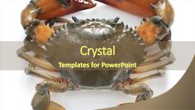  Presentation with crab - Audience pleasing PPT theme consisting of mud crab male isolated backdrop and a tawny brown colored foreground