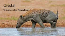  Presentation with south africa - Audience pleasing slide deck consisting of mud splash - spotted hyena crocuta crocuta backdrop and a  colored foreground