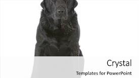  Presentation with dirt dirt texture dirty - Colorful PPT theme enhanced with muddy dirty dog sitting backdrop and a white colored foreground