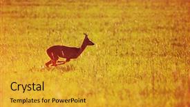  Presentation with animal - Cool new slides with animal background beautiful roe-deer backdrop and a gold colored foreground