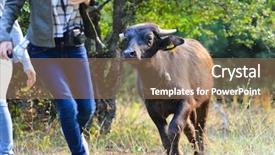  Presentation with tourists - Slides enhanced with running bulls - tourists run away background and a  colored foreground