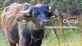  Presentation with tour - Cool new slides with tour leader - water buffalo backdrop and a gray colored foreground