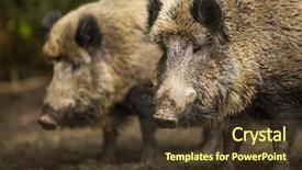  Presentation with wild boar - Presentation theme featuring mud run - wild boar sus scrofa background and a tawny brown colored foreground