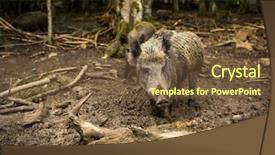  Presentation with wild boar sus scrofa - Colorful presentation design enhanced with mud run - wild boar sus scrofa backdrop and a tawny brown colored foreground
