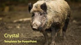  Presentation with wild boar sus scrofa - Slide set with mud run - wild boar sus scrofa background and a tawny brown colored foreground