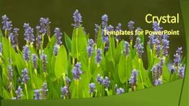  Presentation with water plant - Presentation design enhanced with mudrush - violet blue pontederia flowers growing background and a tawny brown colored foreground