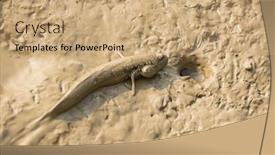  Presentation with fish - PPT theme having mudskipper-or-amphibious-fish background and a coral colored foreground