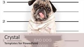 Presentation with bad - Slide deck having mugshot of a bad dog background and a soft green colored foreground