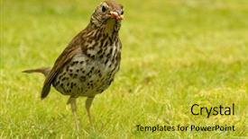  Presentation with eighteenth century british history or jane austen - Presentation design with muguet - british song thrush turdus philomelos background and a  colored foreground