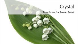  Presentation with lily - Beautiful slide set featuring muguet - lily of the valley backdrop and a  colored foreground