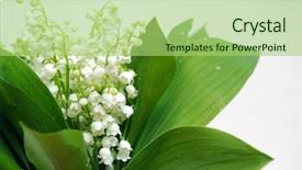  Presentation with lily - Audience pleasing slide set consisting of muguet - lily of the valley backdrop and a  colored foreground