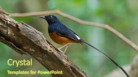  Presentation with orange green white - PPT layouts having muguet - male white-rumped shama bird background and a tawny brown colored foreground