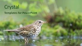  Presentation with water conservation protect nature concept - Beautiful presentation featuring muguet - mistle thrush in nature water backdrop and a  colored foreground