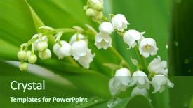  Presentation with spring - Beautiful slide set featuring muguet - spring flower backdrop and a  colored foreground