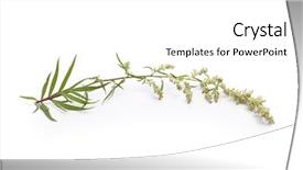  Presentation with herbal medicine - Cool new presentation theme with mugwort artemisia vulgaris herbal medicine backdrop and a white colored foreground